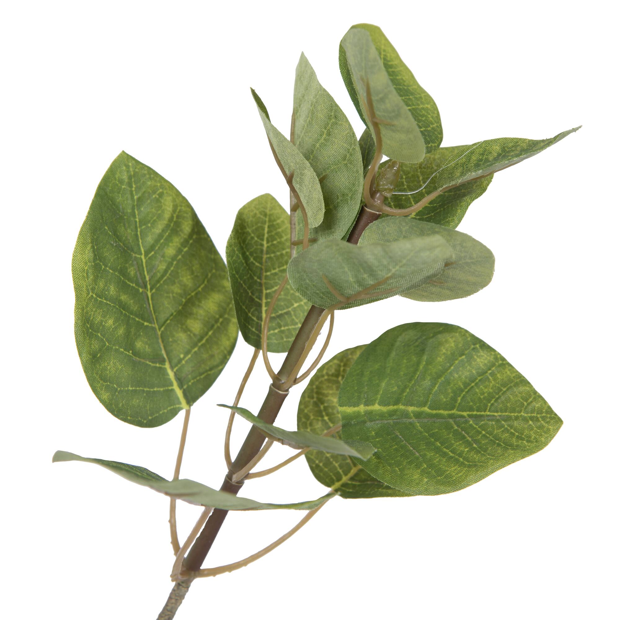 6ft. Potted Green Smoke Tree